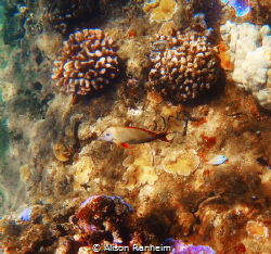 Maui, cute brown fish and pretty coral... by Alison Ranheim 